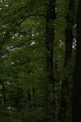 Fototapeta premium Lush green forest landscape
