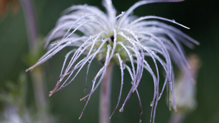 dew droplets on a clematis villosa