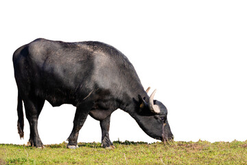 cow or buffalo eating grass with no background transparent background