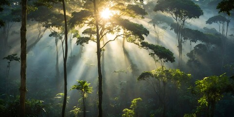 sunlight in the forest