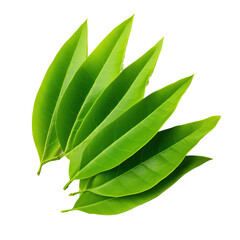 Green leaf on transparent background.png, Green leaf on transparent background
