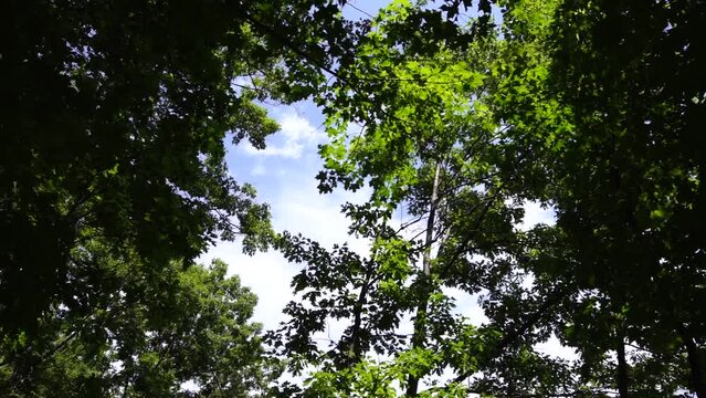 Low angle of the trees with green foliage of the dense forest under the sunny blue sky