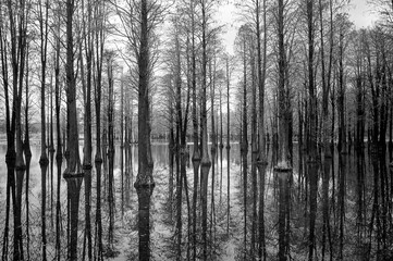 Grayscale of trees partially submerged in a murky marshland