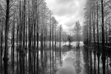 Grayscale of trees partially submerged in a murky marshland