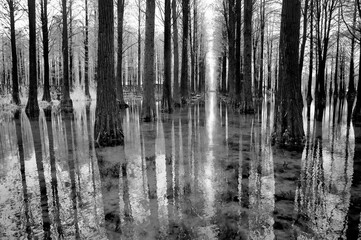 Obraz premium Grayscale of trees partially submerged in a murky marshland