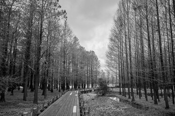 Grayscale of a wooden footbridge spanning across a lush and tranquil marshland