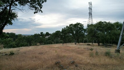 Scenic woodland landscape with a group of trees and yellow grass