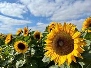 Obraz premium Idyllic field of vibrant yellow sunflowers against a bright blue sky