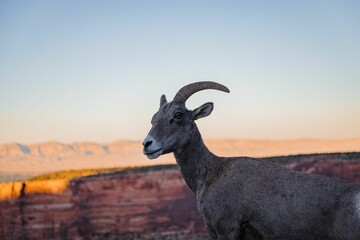 a goat in a rocky field next to a cliff at sunset