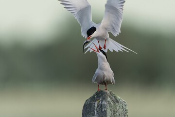 Couple of common terns. One perched on a rock, the other flies carrying a fish.