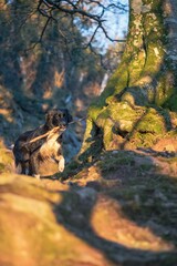Obraz premium Border collie running through a lush green meadow, a stick grasped in its mouth