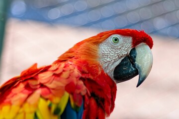 Obraz premium Close-up image of a Costa Rican Scarlet Macaw Parrot in an animal conservation refuge