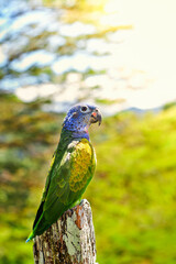 LORO HERMOSO
