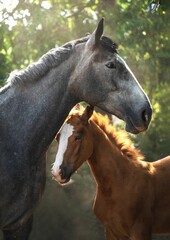 Horses standing in a tranquil forest in sunlight