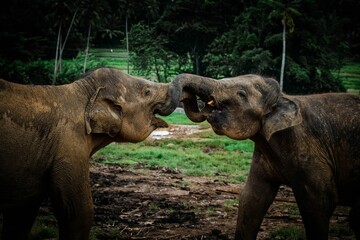 African elephants in a grassy field interacting with each other