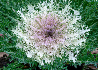 Multi-colored decorative cabbage in the autumn garden.