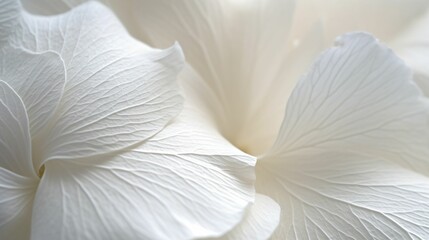 Detailed macro shot of white flower petals illuminated by soft, natural light, AI-generated. - obrazy, fototapety, plakaty