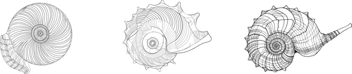Intricate Seashell set: Continuous Line Drawing Reveals Detailed Beauty