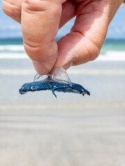 Man holding a single By The Wind Sailor Velella