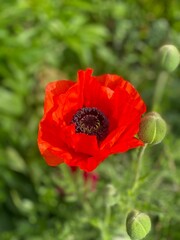 Closeup of a red poppy flower in a field of lush green grass