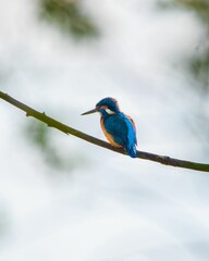 Closeup of a kingfisher perched atop a tree branch