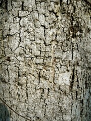 Close-up of a brown, textured tree bark