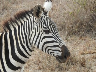 Zebra stands in the midst of tall grass in an African savanna.