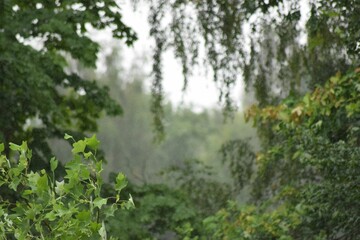 Vibrant green bush stands tall in the rain