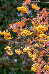 Bunches of rowan with yellow berries on branches in autumn.