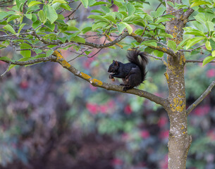 Black Grey Squirrel in Minora Park in Richmond, Vancouver, Canada