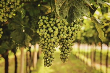 Closeup of green bunches of grapes growing in a vineyard
