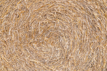 Close up of a round straw bale after the harvest in the UK