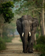 Fototapeta premium Vertical of an elephant walking along a sun-drenched dirt road