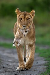 Vertical of a lion holding its baby lion cub in its mouth