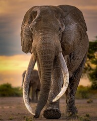 Vertical of an Asian elephant walking in an open field at sunset