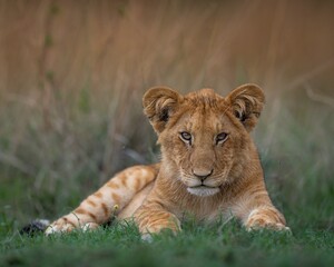 Closeup of a lion cub lying on green grass