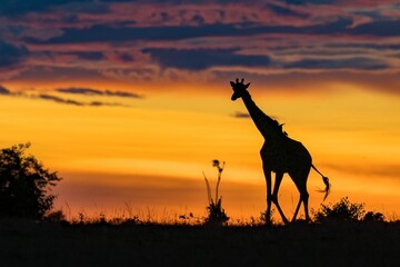 Fototapeta na wymiar Scenic view of a silhouette of a giraffe standing in a field at sunset