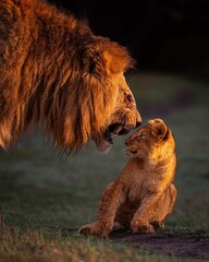 Vertical of a lion roaring at its cub at golden hour