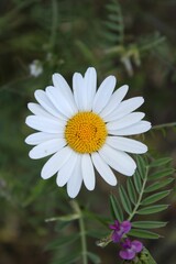 Obraz premium Close-up of an Oxeye daisy surrounding by lush green foliage.