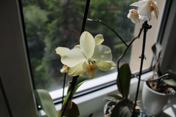 Pale yellowish orchid on a windowsill.