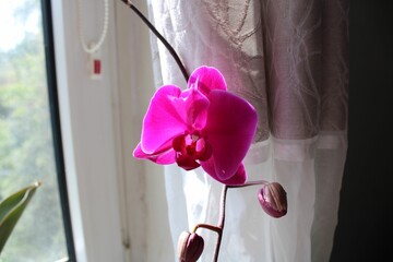 Vibrant pink orchid on a windowsill.