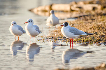 seagulls on the beach