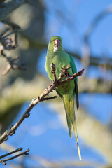 Ring-necked parakeet sits on the branch and eats something 