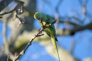 Ring-necked parakeet gnaws on the branch 
