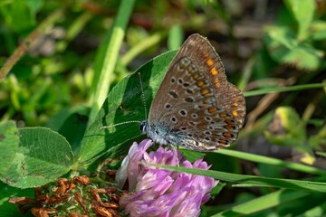 Fototapeta premium Vibrant Icarus pigeon (Polyommatus icarus) butterfly perched on a delicate pink flower