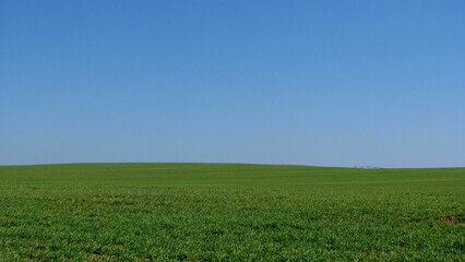 Scenic view of a field of green grass under a cloudless blue sky - obrazy, fototapety, plakaty