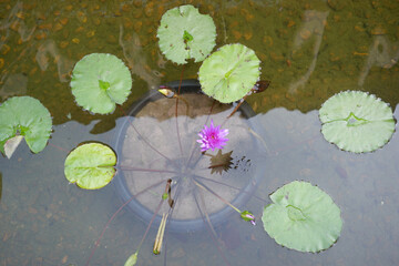 The lotus tree in the tub. © Thitima