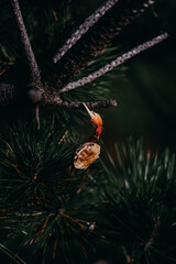Crab's treetop retreat – where claws meet branches in harmony