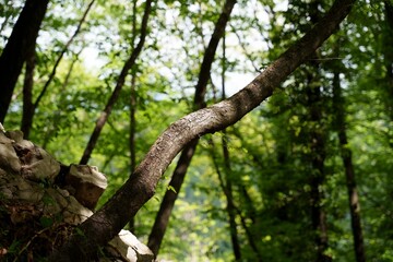 Scenic view of a branch of a tree in a green forest on a sunny day