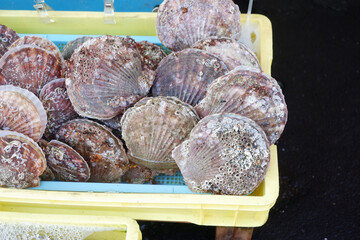 Fresh clams placed in basin.